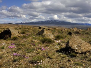 Skjaldbreiður